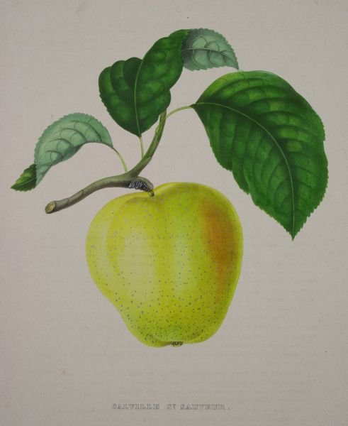 Pair, "Calville and Poire", A. Bivort & S. Bavay - 2