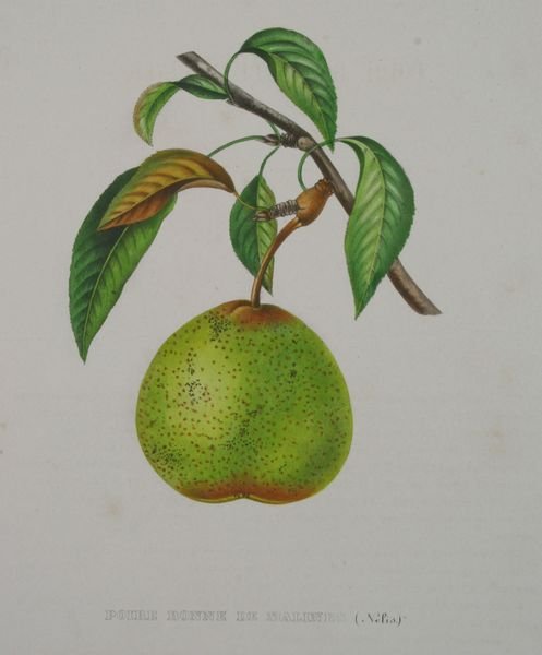 Pair, "Calville and Poire", A. Bivort & S. Bavay - 4