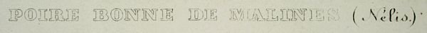 Pair, "Calville and Poire", A. Bivort & S. Bavay - 5