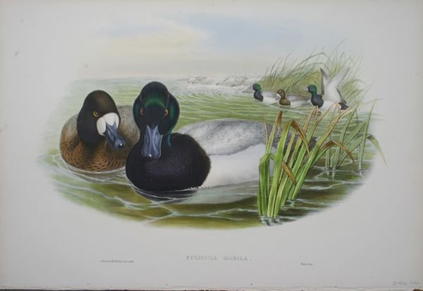 "Fuligula Marila", H.C. Richter (ca. 1875).