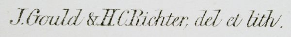 "Fuligula Marila", H.C. Richter (ca. 1875). - 2