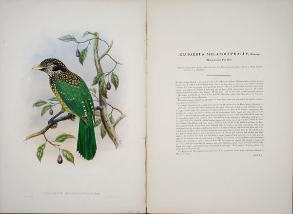 "Ailuroedus Melanocephalus", William Hart/J. Goul