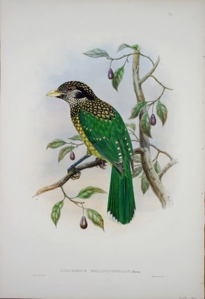 "Ailuroedus Melanocephalus", William Hart/J. Goul - 2