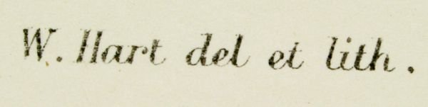 "Ailuroedus Melanocephalus", William Hart/J. Goul - 3