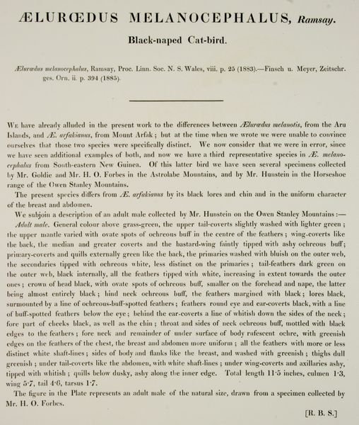 "Ailuroedus Melanocephalus", William Hart/J. Goul - 5