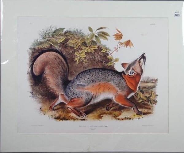 "Canis (Volpes) Virginianus", J.J. Audubon.