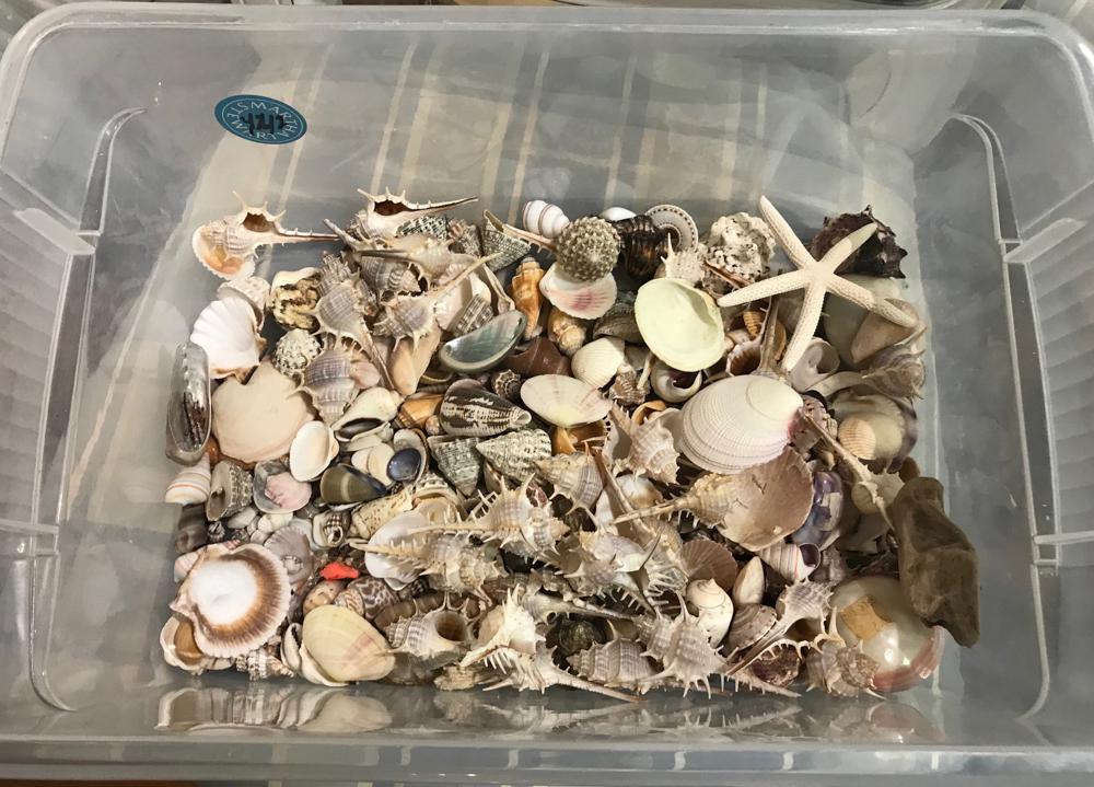 Collection of Shells: Collection of shells.