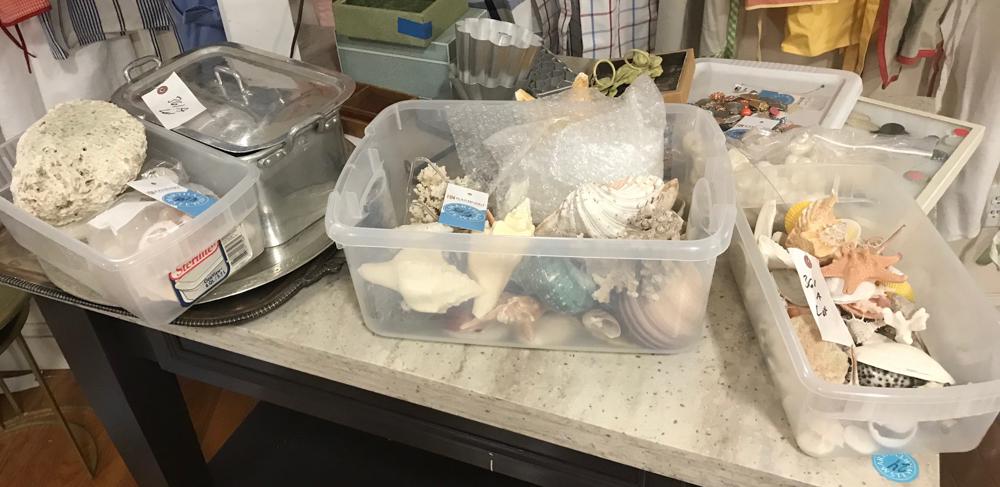 Box Collection of Shells: Large box collection of shells.