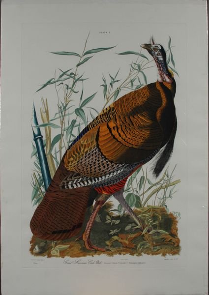 Audubon "Wild Turkey Cock", Plate 1, 1987