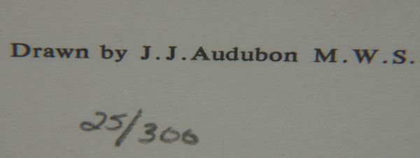 Audubon "Wild Turkey Cock", Plate 1, 1987 - 2