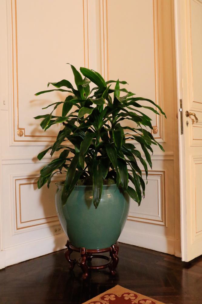 2 Chinese fish bowl celadon, on wood stand 25x21â€ (1 of 1)