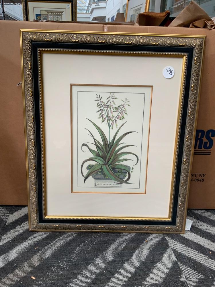 Large framed botanical print (1 of 1)