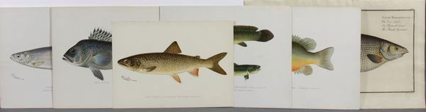 Group of Six (6) Ichthyological Prints: Group of six (6) ichthyological prints, including: handcolored woodcut Salmo Thymullus Latus by F.G. Schmidt and Kriiger, and 5 lithograph plates signed Denton (Sherman Foote Denton, 1856-1937); Sunfi