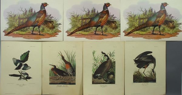 Seven (7) Ornithological Prints, (4) Audubon: Seven (7) ornithological prints, including (4) J.J. Audubon prints from the Milwaukee Public Library Collection, Great Blue Heron, Canada Goose, Saltwater Marsh Hen, and American Magpie; plus lithogra