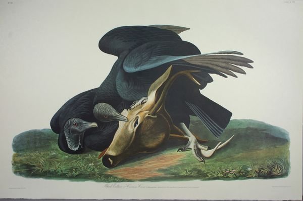 Audubon Print, Black Vulture or Carrion Crow: 20th Century Audubon print, "Black Vulture or Carrion Crow", 25 3/4"h. x 39 1/2"w. unframed. Good condition.
