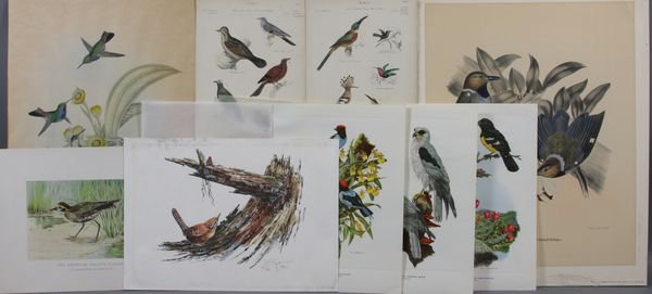 Group of (9) Ornithological Bookplate Prints: Group of nine (9) ornithological bookplate prints, (3) artist Axel Amuchastegui (Argentinian); (2) Bradley and Holmes; (1) Ridgeway; (1) L.N. Eifert; (1) D.G. Elliot. Largest 19" x 16". Some edge soil