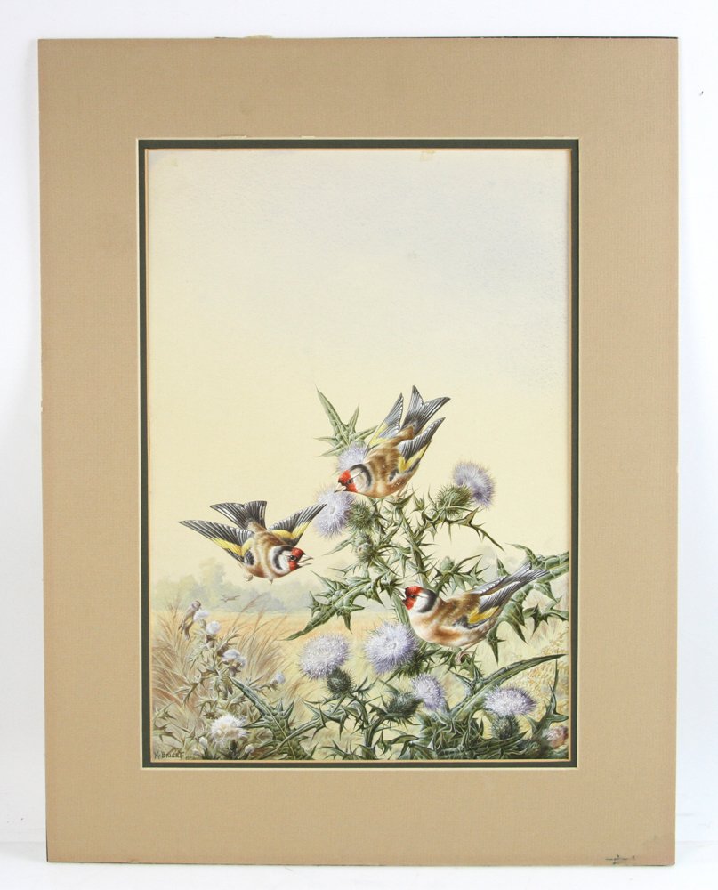 Henry Bright, Dinner Time Gold Finch, Watercolor (1 of 7)