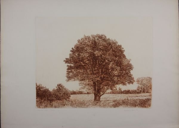 Herbert Fink, Classical Maple, Etching: Herbert Fink, classical maple, etching, 15 1/2" x 20" (image). Slightly soiled.