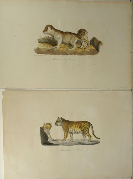 MARÉCHAL, LION PRINTS (2), HC LITHO, C.1830: Artist: Maréchal, Title: Jeunes métis de Lion et de Tigresse & Lionceaux âgés d'un jour (two prints), Printmaker: E.B. Werner & C. de Last, Date: C.1830, Medium: Hand-colored lithograph, Paper siz