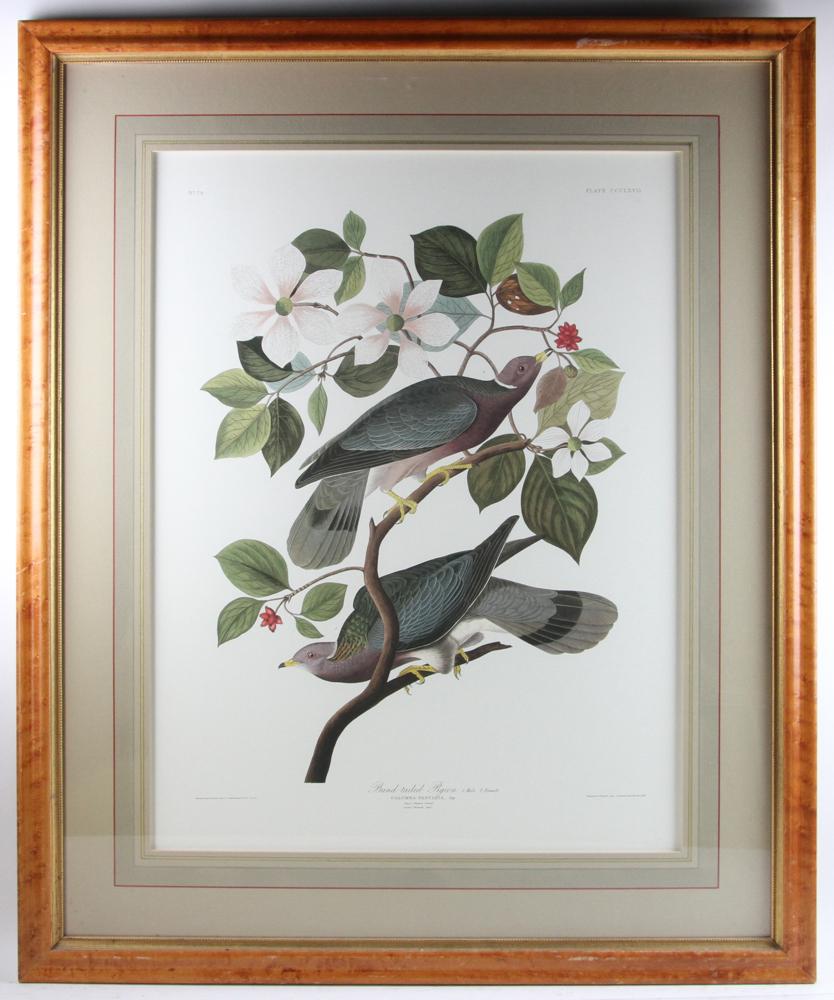 JJ Audubon Havell Print in Maple Frame: JJ Audubon Havell Print In Birdseye Maple Frame 44" x 35".