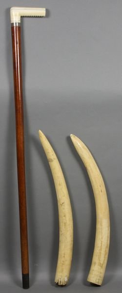 19th C. Ivory Handled Walking Cane and Tusks: Antique 19th Century ivory handled walking cane, 32 1/2"l., family name Samuel Swan, dated 1847, and pair of 19th Century elephant tusks, 17 3/4"l. x 1 3/4"dia. Good condition.