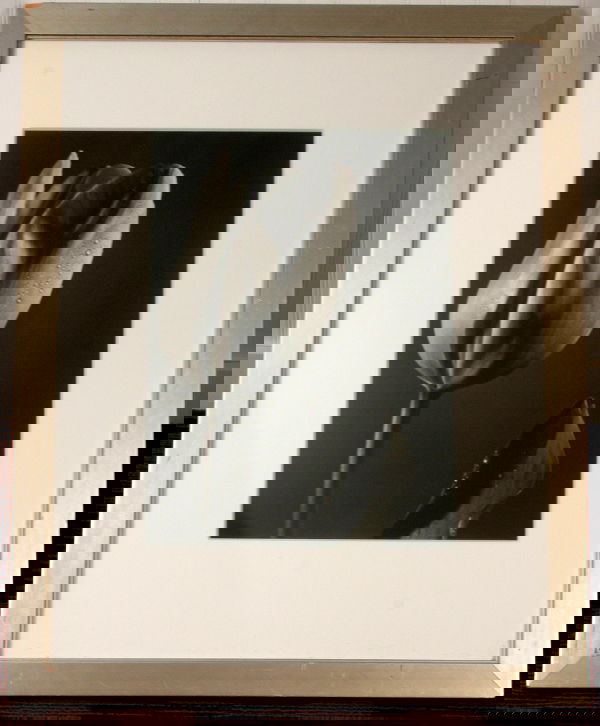 20TH CENTURY PHOTOGRAPH OF TULIP: 20th Century, tulip, photograph in the style of Robert Mapplethorpe, 18" x 12". Framed. Good condition.