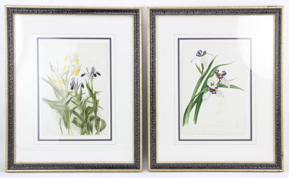 Two Hand Colored Chromolithographs of Flowers (1 of 7)