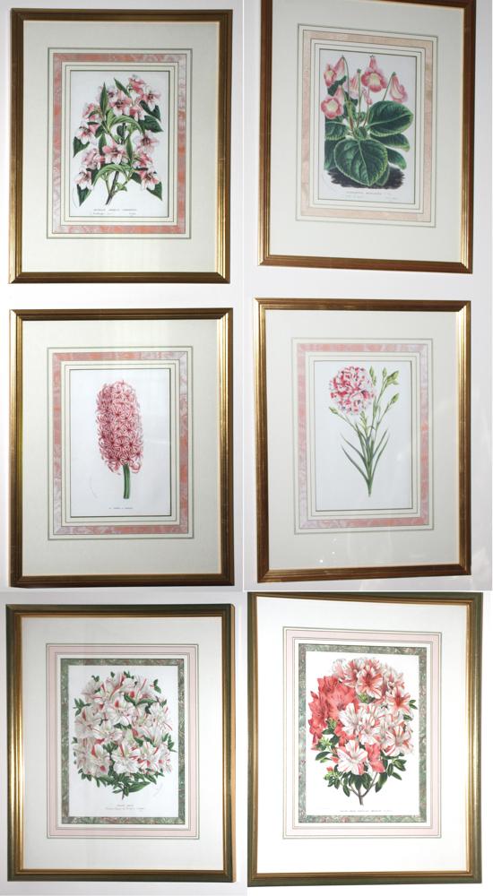 Framed Antique Botanical Prints by Louis Van Houtte (1 of 1)