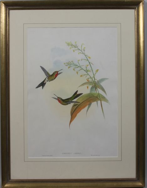 Botanical Print by J. Gould and A.C. Richter: Botanical print by J. Gould and A.C. Richter, printed by Hallsmandel and Walton, 20" x 13 7/8", 28" x 22" frame size.