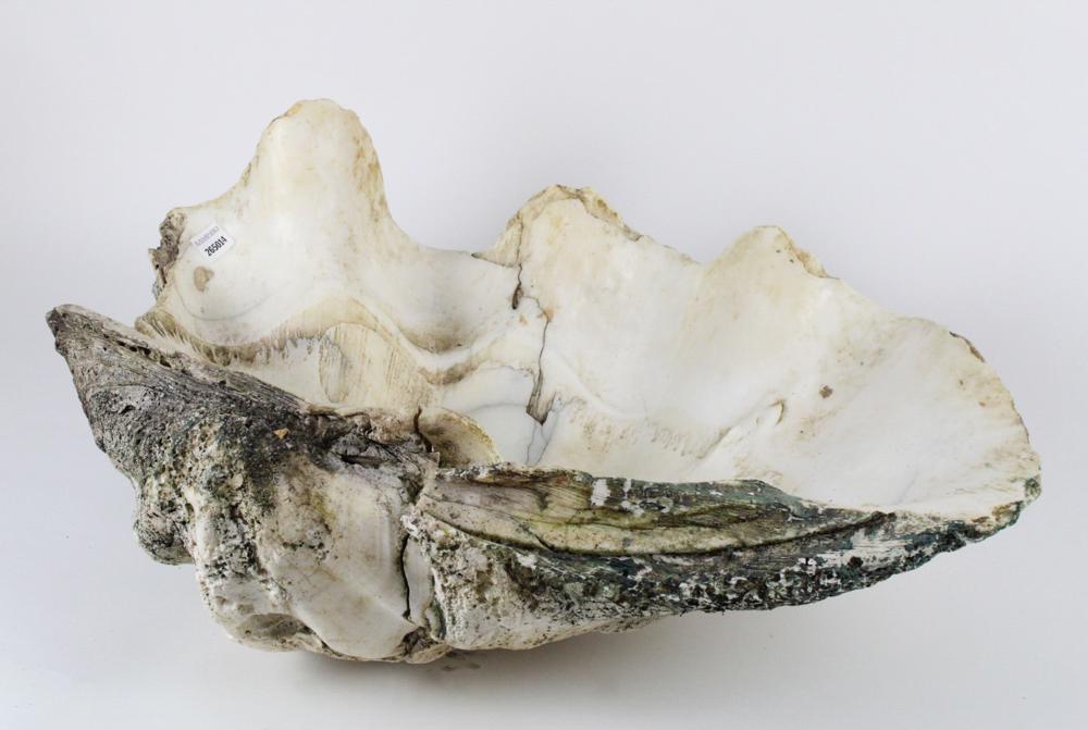Large Clam Shell (1 of 4)