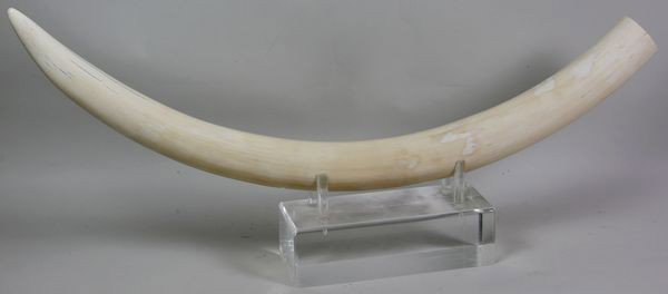 Whole Ivory Tusk: Whole Ivory Tusk, China, 19th century, with stand, 30" long, one chip.