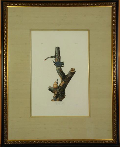 Hand-Colored Audubon Aquatint: John James Audubon, "Brown-headed Nuthatch, plate 125," hand-colored aquatint engraving, from the first printed edition of John James Audubon's "Birds of America," engraved, printed, and colored by Ro