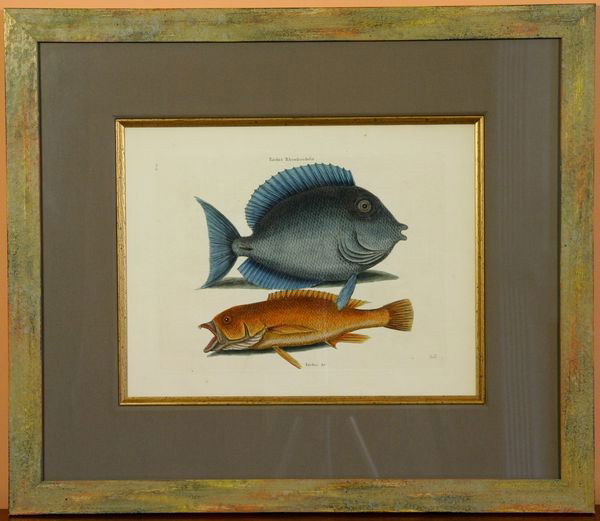 Catesby Hand-Colored Engraving, 1st Ed.: Mark Catesby (1682-1749), "Tang and Yellow Fish (Turdus Rhomboidalis, T.10.)," hand-colored engraving, first edition, from "Natural History of Carolina, Florida, and the Bahama Islands…," 2 vols, la