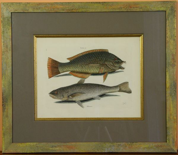 Catesby Hand-Colored Engraving, 1st Ed.: Mark Catesby (1682-1749), "Pudding Wife (Trudus, Alburnus)," hand-colored engraving, first edition, from "Natural History of Carolina, Florida, and the Bahama Islands…," 2 vols., large folio, publis