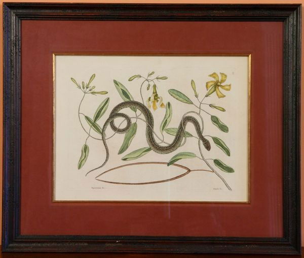 Catesby Hand-Colored Engraving, 1st Ed.: Mark Catesby (1682-1749), "Green Spotted Snake, (Apocynum &c.) T.53.", hand-colored engraving, first edition, from "Natural History of Carolina, Florida, and the Bahama Islands…," 2 vols, large foli