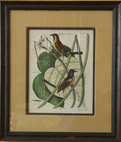 19th C Hand-Colored Engraving: Mark Catesby/Johann Michael Seligman, 19th century hand colored engraving of Baltimore Baftard and Icterus Minor, from "Sammlung vershideden auslandischen und seltener Vogel," 12 1/2" x 8 1/2" (sight)
