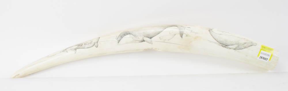 Alaskan Native Scrimshaw Walrus Tusk: Alaskan Native scrimshaw walrus tusk, Narwhal, Orca, Bowhead, Beluga, Humpback, signed "MS", 26" L. (shipping U.S.A only). Provenance: Westwood, Massachusetts collection.
