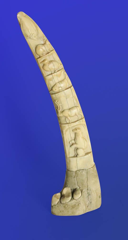 Antique Carved Walrus Tusk With Mammals and Sea Life: Antique intricately carved walrus tusk depicting various mammals and sea life including halibut, hare, duck, narwhale, stag and bear 17" L. Provenance: Private Collection of Anthony Athanas, restaurat