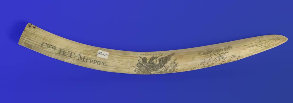 Scrimshawed Walrus Tusk with Inscription: Antique scrimshaw walrus tusk inscribed, 'Corpl. B.T. Murphy New Orleans, Boston, New York, Norfolk Marines', 21 1/2" L. Provenance: Private Collection of Anthony Athanas, restaurateur.