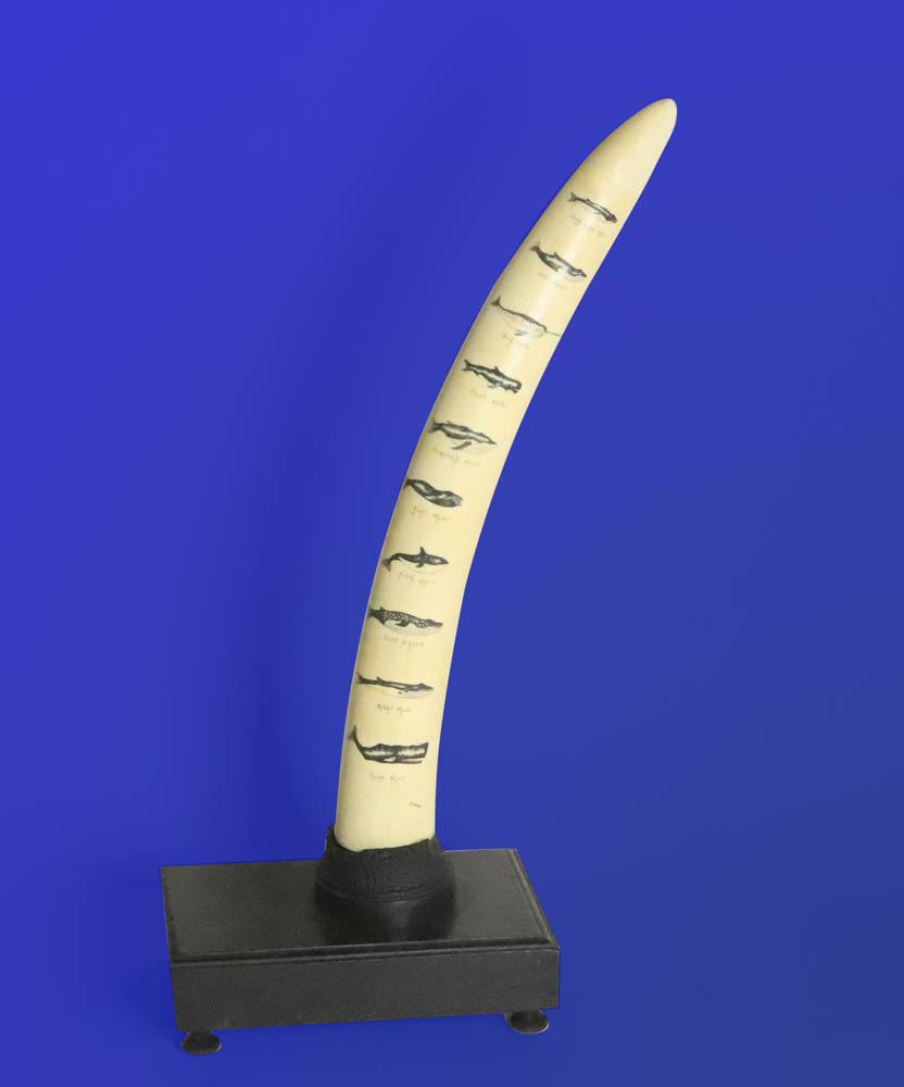 Mounted Scrimshawed Walrus Tusk, Various Whales: Vintage ebony-mounted scrimshaw walrus tusk depicting various types of whales, signed K. Newman, 23 1/2" H overall, tusk 20" H. Provenance: Private Collection of Anthony Athanas, restaurateur.