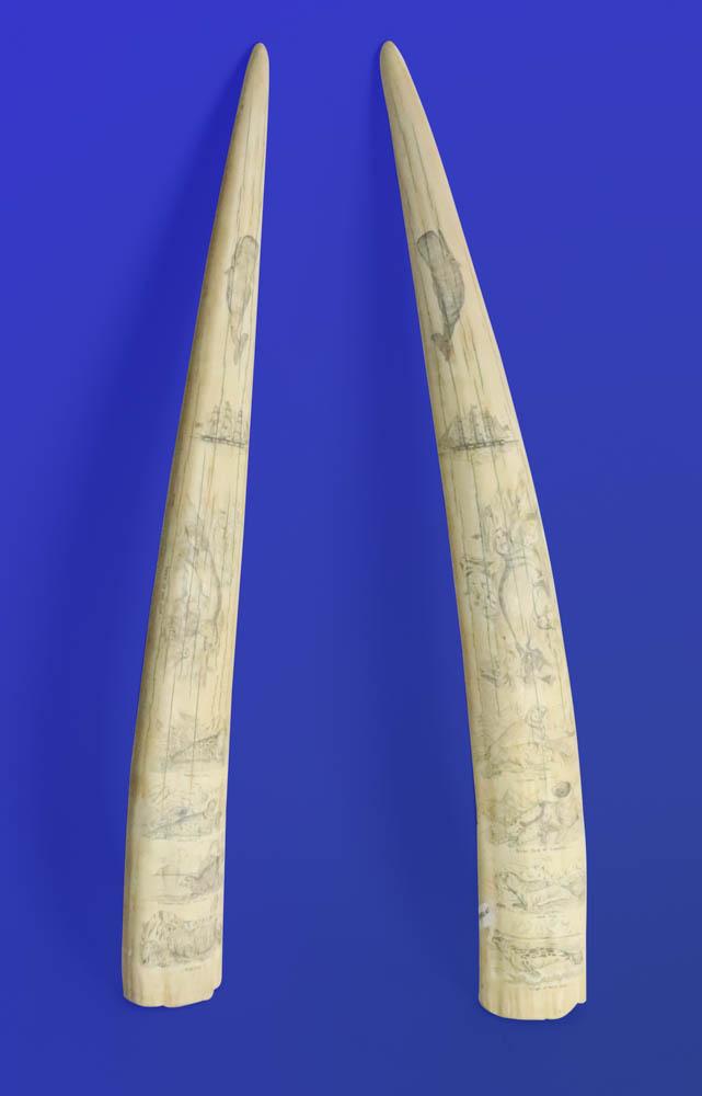 Rare Pair Scrimshaw Walrus Tusk With Seals, American Ship, Etc.: Rare pair of antique scrimshaw walrus tusks depicting whales, three-masted ships flying American flags, 'Hare of the Sea', marbled seal, grey seal, common seal of Scotland, seal of Lepechin, Felid sea