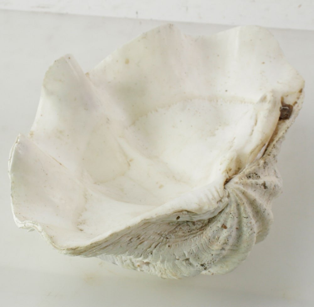 Large Clam Shell (1 of 8)