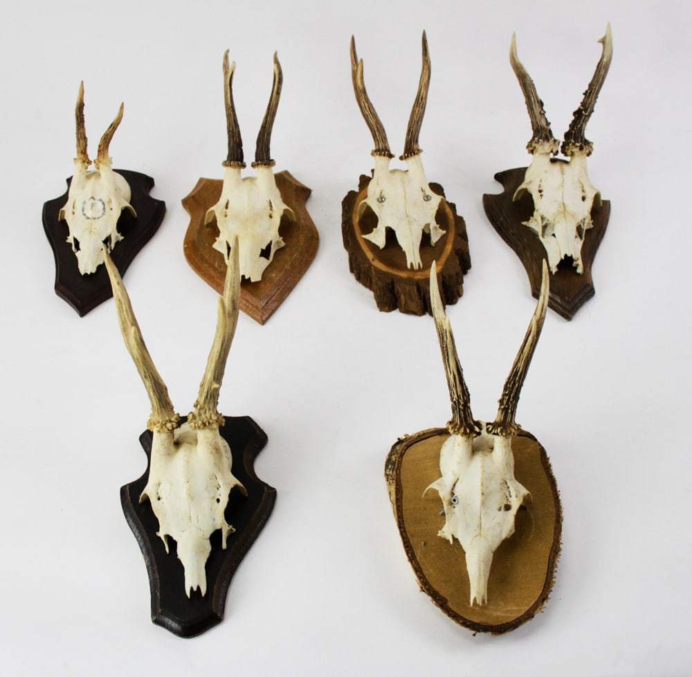 Mounted Antlers on Wood (1 of 9)