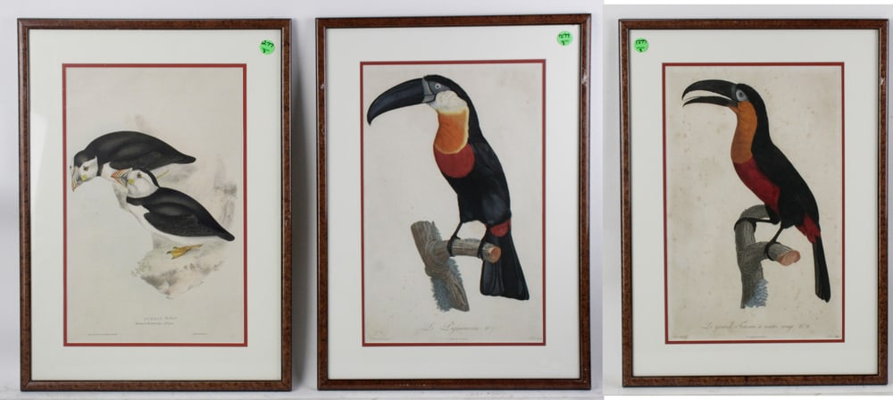 Engravings of Puffins and Toucans (1 of 13)