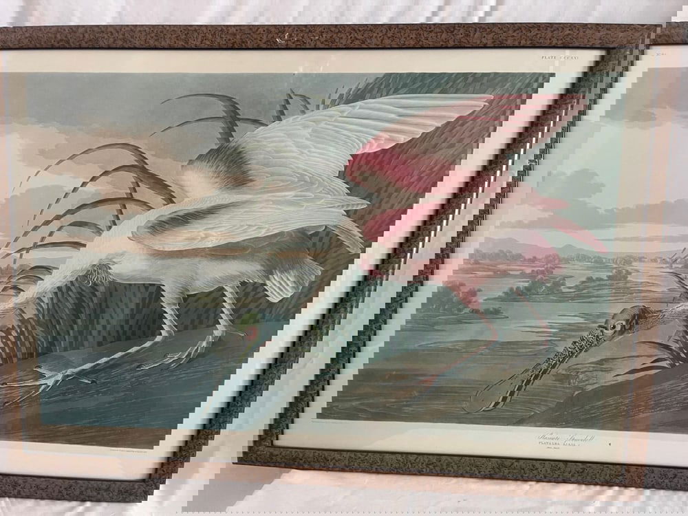 20thC J.J. Audubon Lithograph, Spoonbill (1 of 5)