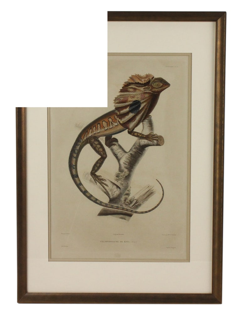 19thC Hand-Colored Engraving, Chlamydosaure de King (1 of 9)