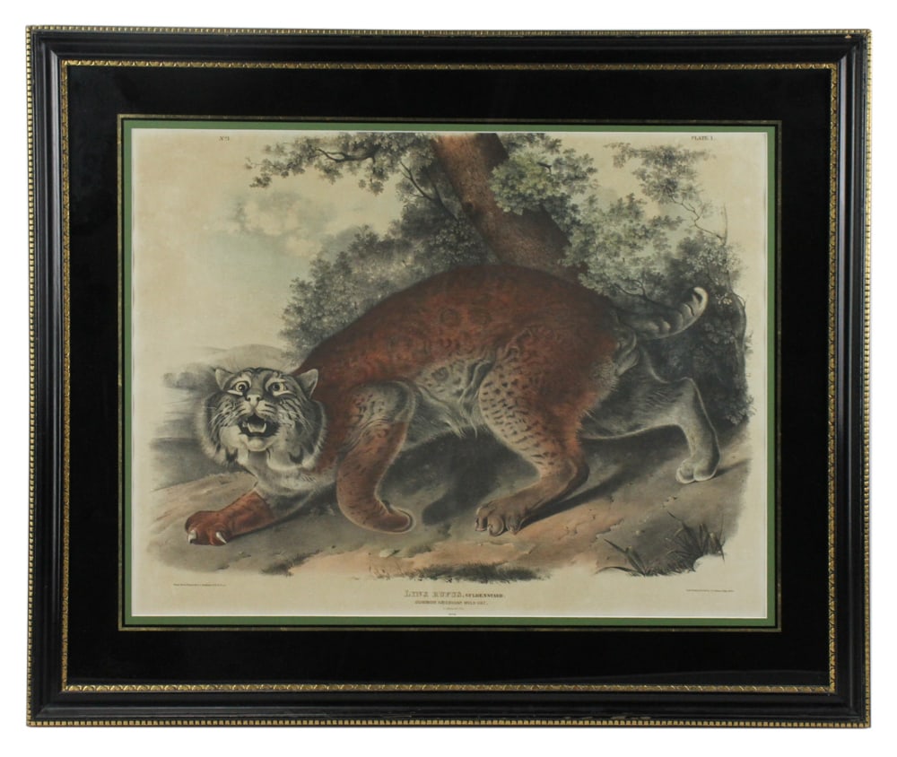 Common American Wild Cat, Audubon Lithograph (1 of 10)