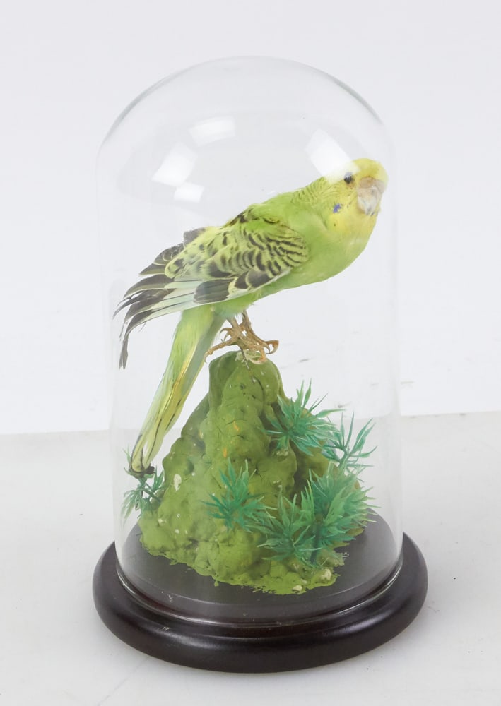 Parrot Taxidermy Under Glass Dome (1 of 7)