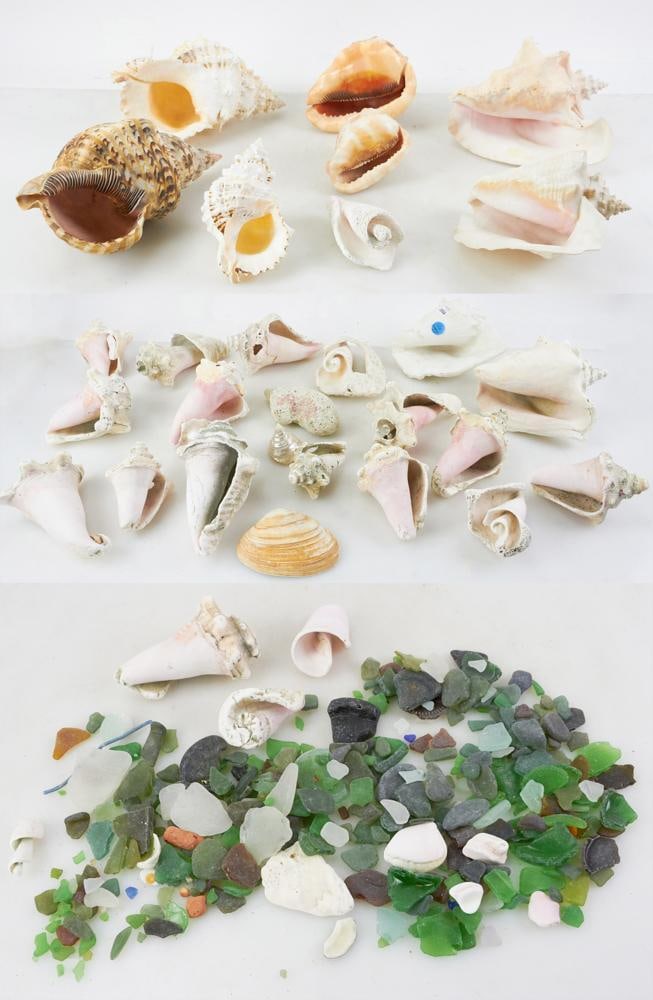 Large Collection of Seashells (1 of 20)