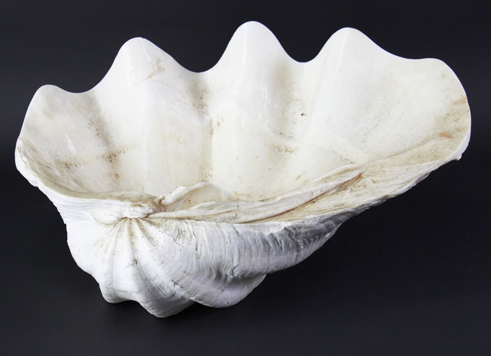 Large Clam Shell (1 of 12)